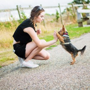 Секреты правильного воспитания Йорка: дрессировка в домашних условиях