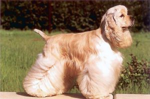 Разновидности кокер спаниелей: их отличия во внешнем виде и характере