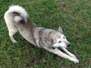 Лайка, скрещенная с волком: существует ли такая порода как отдельная?