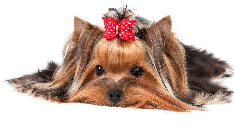 Эти дни у Йоркширского терьера сколько длится течка и какие признаки наступления?