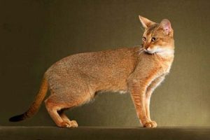 Камышовый кот чаузи: что представляет из себя этот редкий зверь