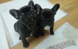 два милых щенка