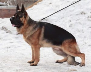 китайская овчарка на снегу