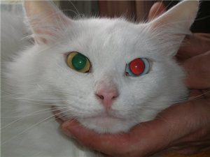 Все о белых котах альбиносах животных с генетическим сбоем