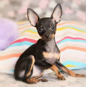 Элегантная и своевольная собачка Той терьер: характеристика породы и вес щенка