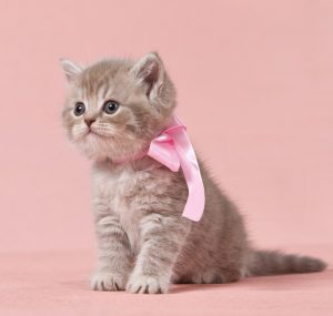 Список лучших кличек для Британских котов и кошек и их значение: как назвать домашнего питомца оригинально?