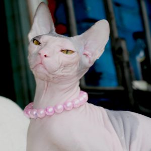 Выбираем оригинальные имена для Сфинксов мальчика и девочки: описание породы