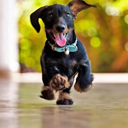 Сухой корм для таксы