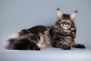 Продолжительность жизни кошки породы мейн кун, описание внешности и повадок