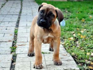 Южноафриканский бурбуль: сочетание преданности и агрессии