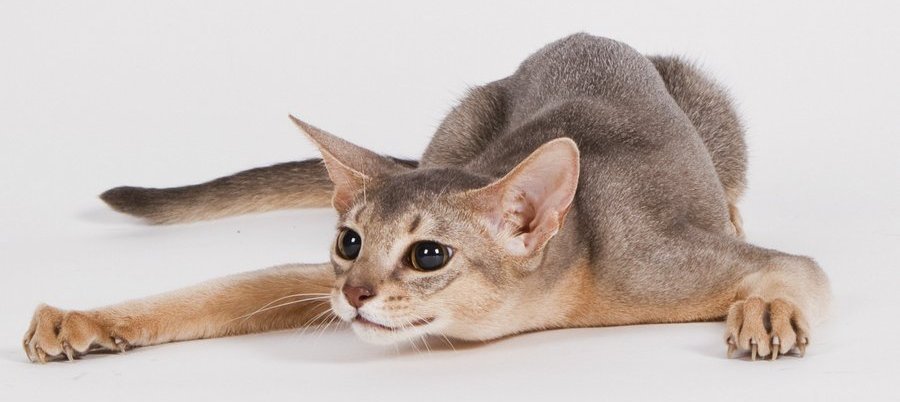 Разновидности окраса у Абиссинской кошки: дикий окрас, фавн и другие редкие масти