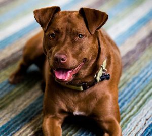 Разнообразие допустимых генетических окрасов питбуля: редкие и часто встречающиеся