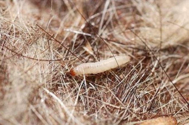 личинка моли в одежде