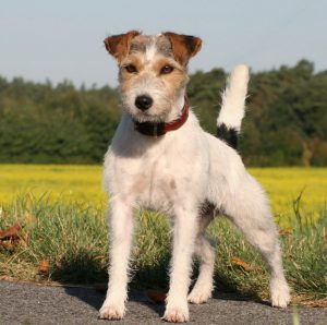 Энергичный и преданный малыш Джек Рассел терьер длинношерстный: описание породы