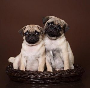 Секреты долгой продолжительности жизни Мопсы: сколько лет живут питомцы и как ухаживать?