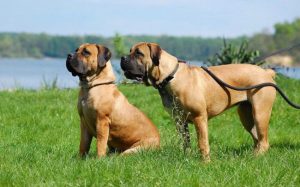 Южноафриканский бурбуль: сочетание преданности и агрессии