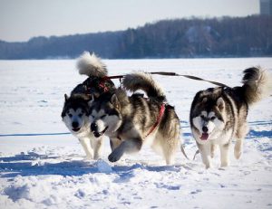 Пушистый великан: маламут аляскинский, описание породы