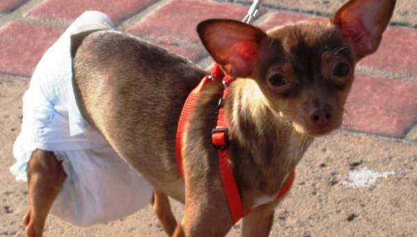 Главные признаки наступления течки у Той Терьера: сколько длится и что делать?