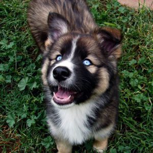 Отличия и характеристика породы помеси Овчарки и Хаски: описание и советы по уходу за метисом