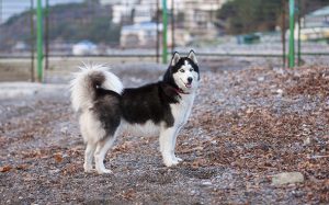 Как живет хаски в квартире: к чему быть готовым, мнение владельцев