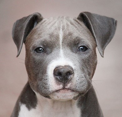 Разнообразие допустимых генетических окрасов питбуля: редкие и часто встречающиеся