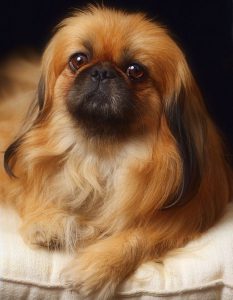 Разновидности пекинесов большая история маленькой породы