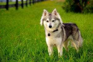 Существование мини лайки как породы: правда или ложь