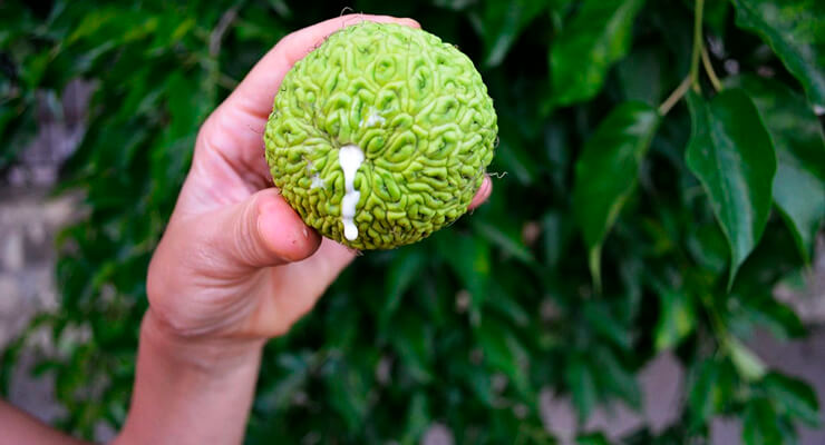 Адамово яблоко – наружное применение Адамово яблоко – наружное применение