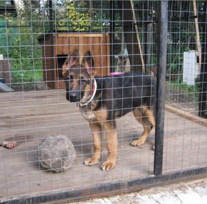 Преданный и умный друг человека Немецкая овчарка: уход и содержание щенка