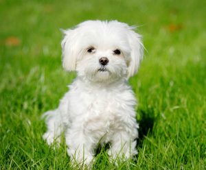 Итальянская болонка болоньез: рекомендации по содержанию хрупкой и нежной питомицы