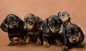 щенки кроличьей таксы