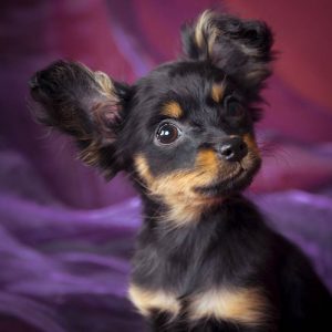 Энергичная и игривая собачонка Русский Той терьер: описание породы и характер