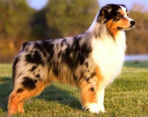 австралийская овчарка колли