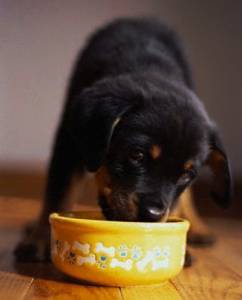 Кормление щенка немецкой овчарки на разных этапах взросления