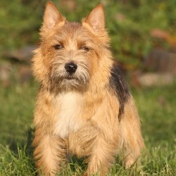 Норвич терьер