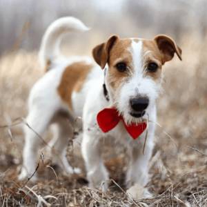 Охотничий шустрик из Британии все о Джек Рассел терьерах: сколько живут и стоят?