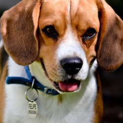 питание бигаля