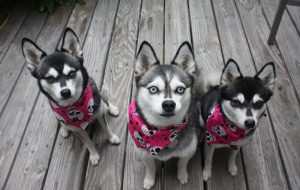 Появление породы карликовый хаски, отличие от больших собратьев