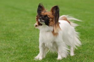 Миниатюрная охотничья порода карликовый кокер спаниель: особенности характера питомца