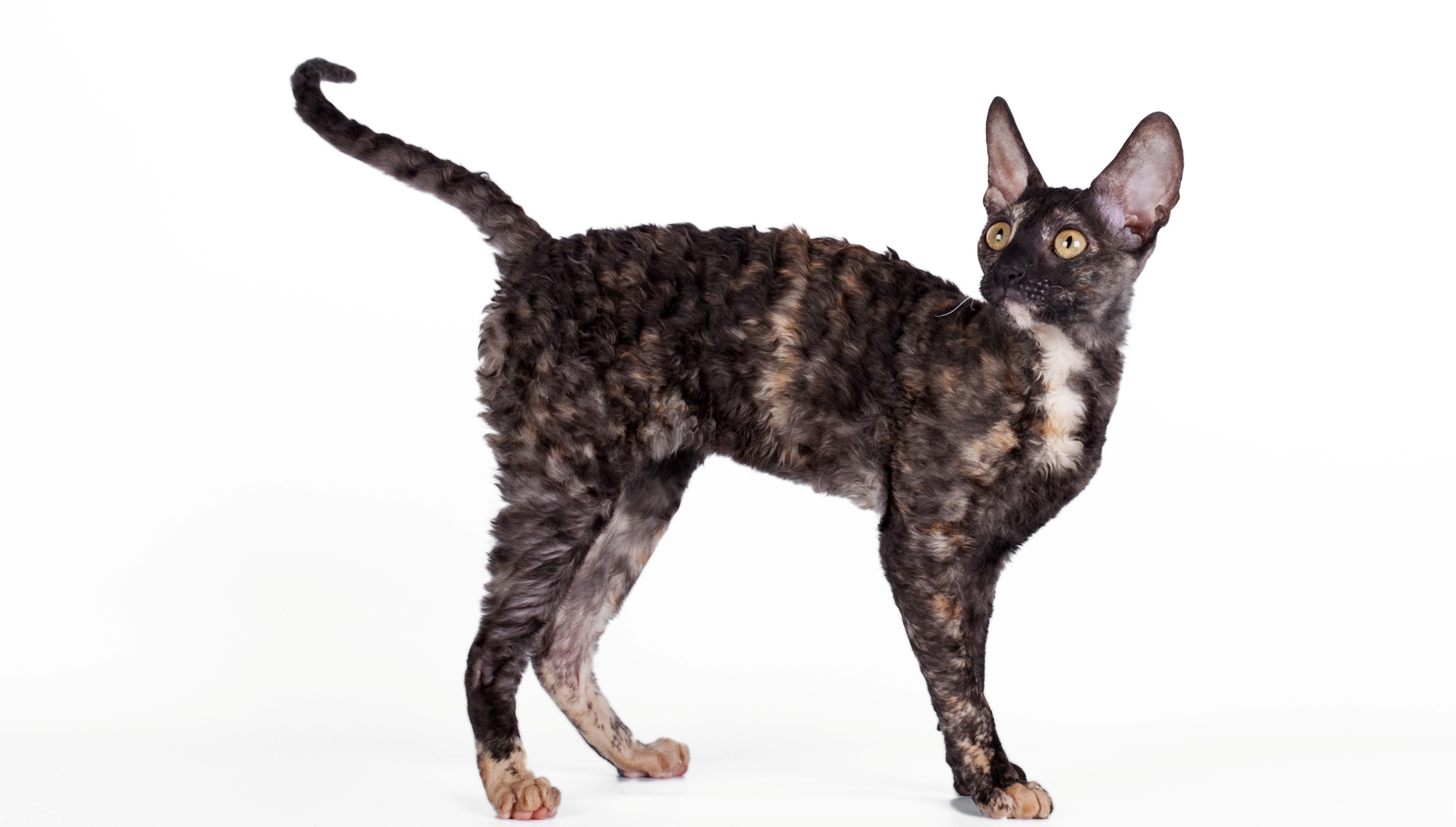 Обзор редких и распространенных окрасов кошек и особенности ухода за шерстью