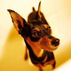 Характеристика породы