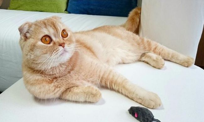 Обзор редких и популярных окрасов шотландской вислоухой кошки