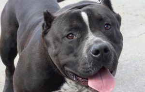 порода питбультрьер