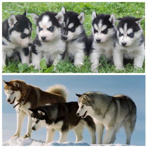 Топ индивидуальных и красивых кличек для собак Лаек девочек и мальчиков