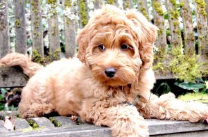 Гипоаллергенный лабрадудль: питомец с нелиняющей шерстью