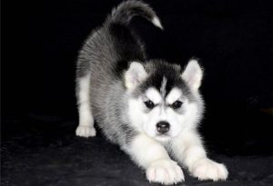 Появление породы карликовый хаски, отличие от больших собратьев