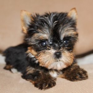 Декоративный питомец с личиком младенца Беби фейс йорк: описание породы