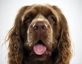 Описание породы спаниель