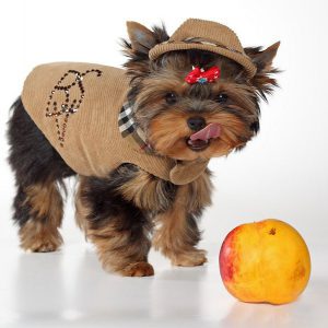 Игривый и преданный малыш Йоркширский терьер: уход и содержание в домашних условиях