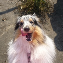 цена собаки